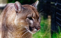 A Courageous Encounter - Cyclists Thwart Cougar Attack in Washington