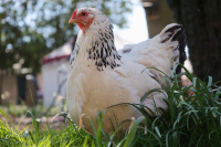 Top Poultry Vitamins for Enhancing Growth and Productivity